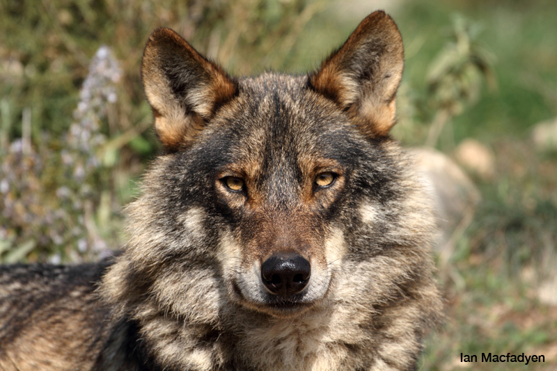 Iberian Wolf, Canis lupus signatus