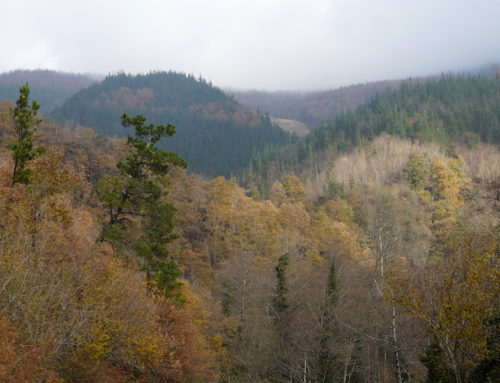 Sobre la política forestal de la DFG, y van…