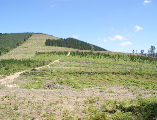 El pino y la política forestal de la Diputación de Gipuzkoa