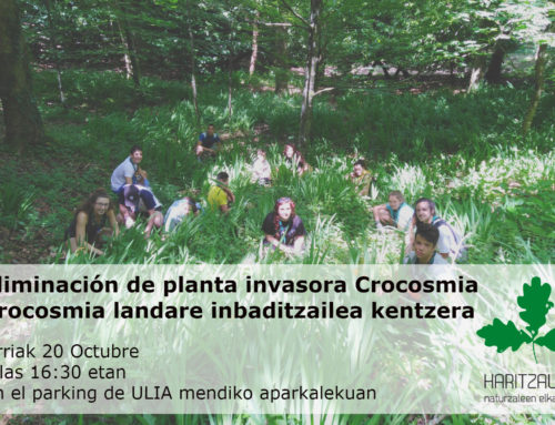 Eliminación de planta invasora Crocosmia