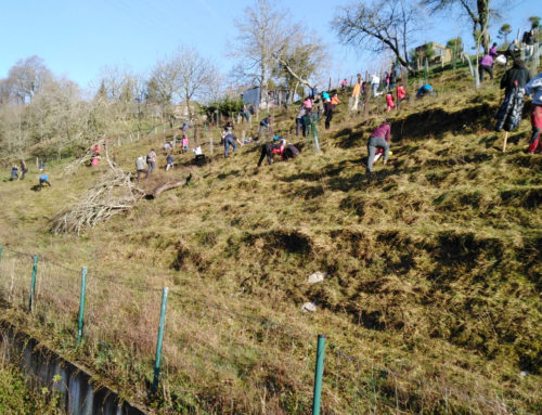 100 voluntarios plantan 260 árboles autóctonos en Errekatxulo, Añorga